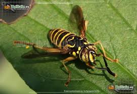 Attēlu rezultāti vaicājumam “Syrphus sp. imago”