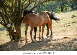 Attēlu rezultāti vaicājumam “Equus ferus caballus”