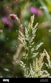 Attēlu rezultāti vaicājumam “Poa pratensis flower”