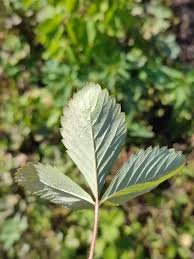 Attēlu rezultāti vaicājumam “Fragaria viridis leaf”