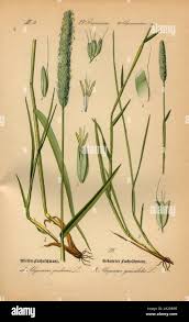 Attēlu rezultāti vaicājumam “Alopecurus pratensis”