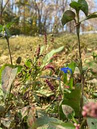 Attēlu rezultāti vaicājumam “Lobelia dortmanna bud”