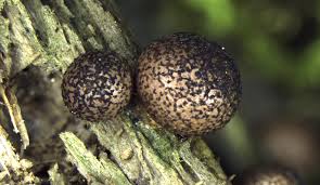 Attēlu rezultāti vaicājumam “Lycogala cf. fossiculatum”