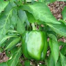 Afbeeldingsresultaat voor california wonder 300 sweet pepper