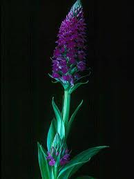 Attēlu rezultāti vaicājumam “Dactylorhiza ochroleuca leaf”