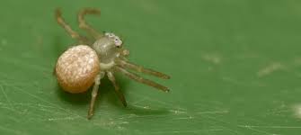 Attēlu rezultāti vaicājumam “Diaea dorsata”