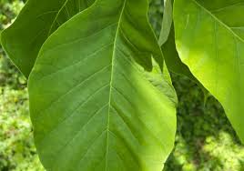 Attēlu rezultāti vaicājumam “Magnolia acuminata leaf”