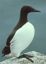 Image result for Uria aalge