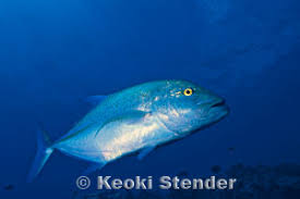 Image result for Caranx melampygus