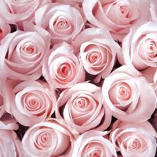 Image result for розовые обои