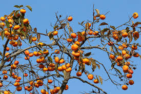 「柿の木利江」の画像検索結果