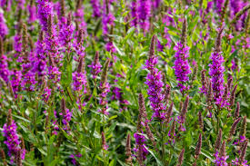 Attēlu rezultāti vaicājumam “Lythrum salicaria”