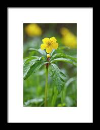 Attēlu rezultāti vaicājumam “Anemone ranunculoides flower”