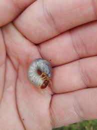 Attēlu rezultāti vaicājumam “Bolitophagus reticulatus larva”