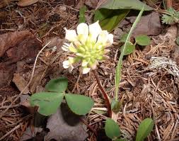 Attēlu rezultāti vaicājumam “Pseudobryum cinclidioides”