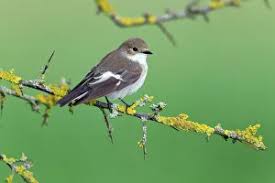 Attēlu rezultāti vaicājumam “Ficedula hypoleuca”