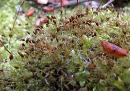 Attēlu rezultāti vaicājumam “Weissia squarrosa”