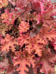 Image result for Heuchera Metallica