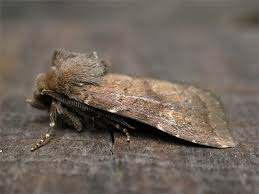 Attēlu rezultāti vaicājumam “Rusina ferruginea”