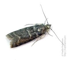 Attēlu rezultāti vaicājumam “Ortholepis betulae”