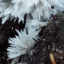 Attēlu rezultāti vaicājumam “Thelephora penicillata”