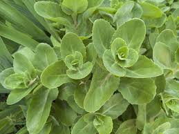 Attēlu rezultāti vaicājumam “Hylotelephium telephium leaf”