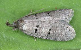 Attēlu rezultāti vaicājumam “Luquetia lobella”