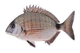 Image result for Diplodus sargus