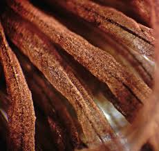 Attēlu rezultāti vaicājumam “Stemonitis herbatica stalked”