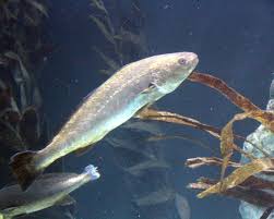 Image result for Argyrosomus coronus