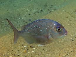 Image result for Pagrus auratus