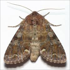 Attēlu rezultāti vaicājumam “Ceramica pisi”