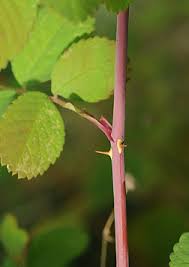 Attēlu rezultāti vaicājumam “Rosa subcanina leaf”