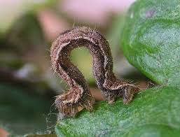 Attēlu rezultāti vaicājumam “Eupithecia succenturiata”