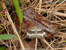 Attēlu rezultāti vaicājumam “Epirrhoe alternata”