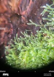 Attēlu rezultāti vaicājumam “Lepidozia reptans”