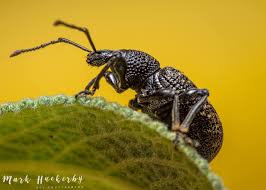 Attēlu rezultāti vaicājumam “Hylobius pinastri”