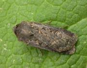 Attēlu rezultāti vaicājumam “Euxoa nigricans”