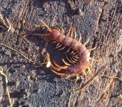 Attēlu rezultāti vaicājumam “Lithobius forficatus”