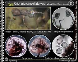 Attēlu rezultāti vaicājumam “Cribraria cancellata var. fusca”