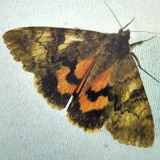 Attēlu rezultāti vaicājumam “Catocala nupta”