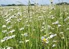 The oxeye daisy is common in all types of grassland. - via Daymix