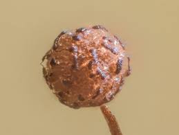 Attēlu rezultāti vaicājumam “Cribraria microcarpa”