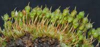 Attēlu rezultāti vaicājumam “Physcomitrium pyriforme”