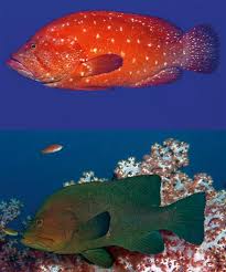 Image result for Hyporthodus quernus