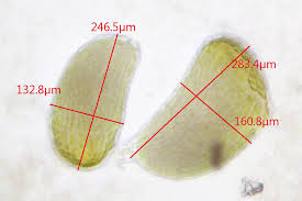 Attēlu rezultāti vaicājumam “Phaeoceros laevis subsp. carolinianus”