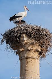 Attēlu rezultāti vaicājumam “Ciconia ciconia nest”