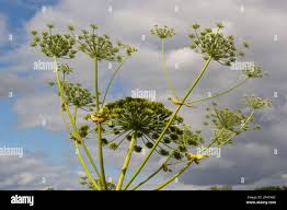 Attēlu rezultāti vaicājumam “Heracleum sosnowskyi fruit”