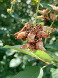 Attēlu rezultāti vaicājumam “Taphrina padi”