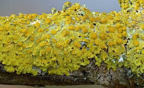 Attēlu rezultāti vaicājumam “Xanthoria parietina”